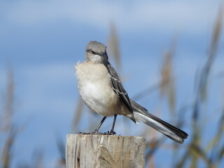 A northern mockingbird perched on a wooden post within the Eastern Neck National Wildlife Refuge, Kent County, Rock Hall, Maryland.