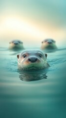 Fototapeta premium A baby otter is swimming in the water with two other otters