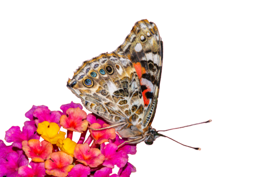 Painted Lady Butterfly (Vanessa cardui) Photo, Feeding on a Lantana (Lantana camara) Bloom, on a Transparent Isolated PNG Background