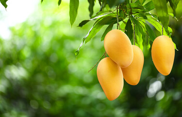 Close-up yellow mangoes hanging on tree.