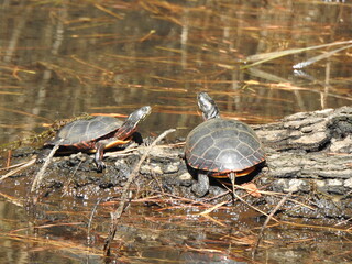 Obraz premium Eastern painted turtles basking in the sun on a warm autumn day. Blackater National Wildlife Refuge, Dorchester County, Cambridge, Maryland