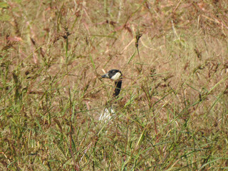 A canadian goose peeking out of the wetland vegetation within the Blackwater National Wildlife Refuge, Dorchester County, Cambridge, Maryland.