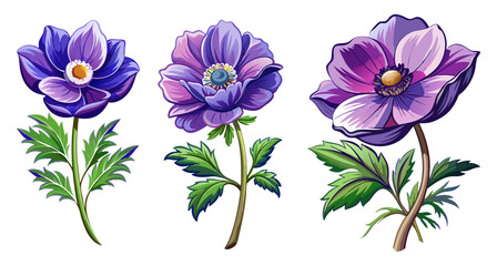 Elegant Purple Anemone Flower Illustration - Stunning Floral Art with Vibrant Petals and Green Leaves, Ideal for Decor and Designs, Anemone Vector Illustration, Vector Flower Illustration
