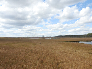 The beautiful scenery of the wetlands within the Blackwater National Wildlife Refuge, during the autumn season, Dorchester County, Cambridge, Maryland.