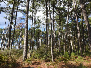 The natural beauty of the loblolly pine forests within the Blackwater National Wildlife Refuge, Dorchester County, Cambridge, Maryland