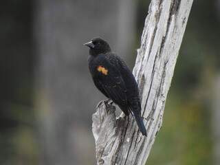 A male, red-winged blackbird perched on a withered tree branch, within the 
blackwater National Wildlife Refuge, Dorchester County, Maryland.