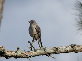 A northern mockingbird, perched on a branch within a loblolly pine forest. Blackwater National Wildlife Refuge, Dorchester County, Maryland.
