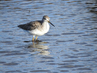 A greater yellowlegs wading within the wetland waters of the Blackwater National Wildlife Refuge, Dorchester County, Cambridge, Maryland.