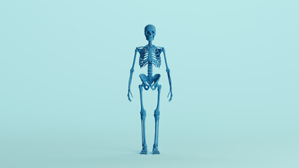 Blue skeleton anatomy model bones study mannequin monochrome pale blue front view background 3d illustration render digital rendering