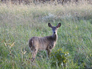 A white-tailed deer, doe, standing in a field within the Blackwater National Wildlife Refuge, Dorchester County, Cambridge, Maryland.