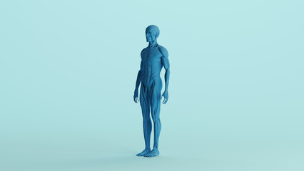 Blue musculature anatomy model muscles study mannequin monochrome pale blue quarter front left view background 3d illustration render digital rendering