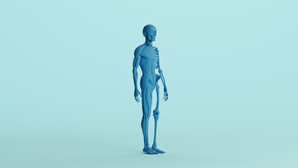 Blue skeleton muscles anatomy model study mannequin monochrome pale blue front quarter right view background 3d illustration render digital rendering