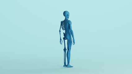 Blue skeleton muscles anatomy model study mannequin monochrome pale blue back quarter right view background 3d illustration render digital rendering