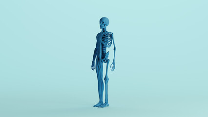 Blue skeleton muscles anatomy model study mannequin monochrome pale blue front quarter left view background 3d illustration render digital rendering