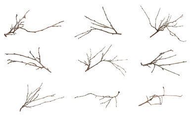 dry twig on white isolated background