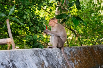A monkey sitting on a wall, enjoying a red chili pepper in a lush green environment.