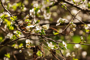 White Cherry blossoms. Cherry blossom trees full bloom.