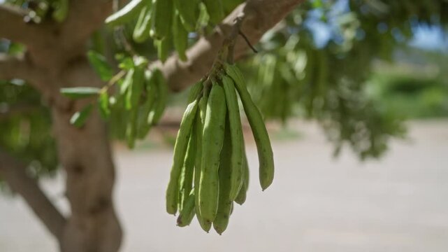 Green carob pods hanging from a tree in mallorca, showcasing the natural outdoors with blurred background and sunny weather.