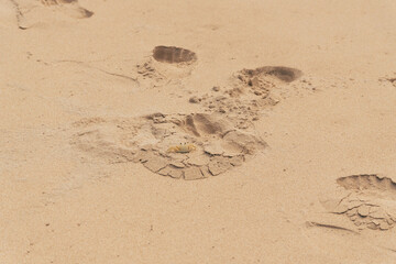 caranguejo na praia (crab on beach)