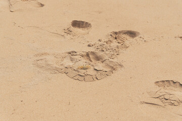 caranguejo na praia (crab on beach)