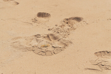 caranguejo na praia (crab on beach)
