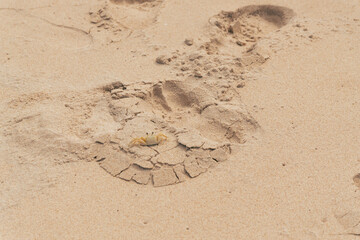caranguejo na praia (crab on beach)