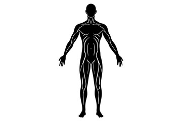 human body silhouette vector illustration