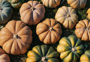 bright multi-colored pumpkins in clear sunny weather