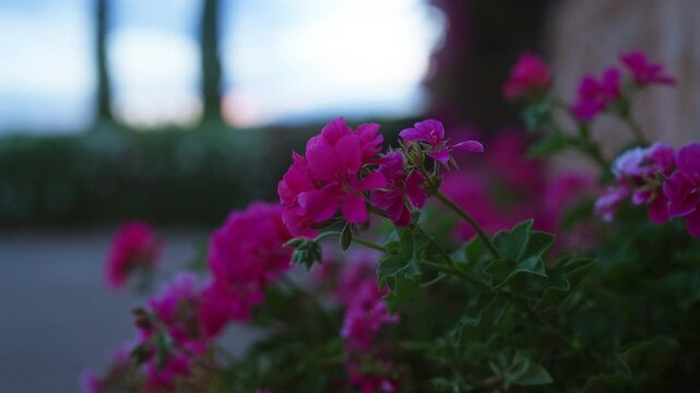 Vibrant pink flowers of pelargonium zonale in mallorca garden during twilight, showcasing their lush green leaves and beautiful blooms with a blurred natural background