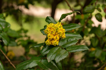 bush of yellow flowers. yellow grass. many small yellow flowers. spring nature. summer flowers.