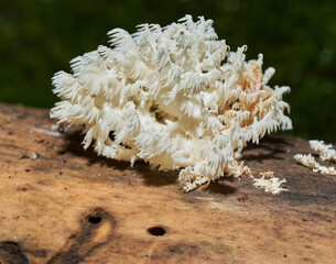 Lion's mane mushroom in the wild © Xalanx