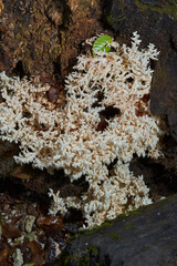 Lion's mane mushroom in the wild
