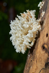 Lion's mane mushroom in the wild © Xalanx