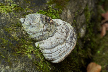 Parasite mushroom on logs