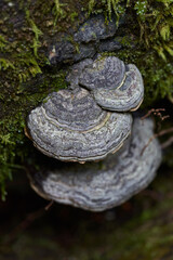 Parasite mushroom on logs