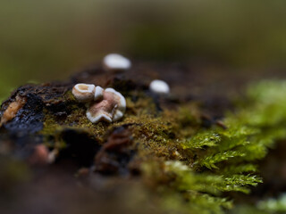 Parasite mushroom on logs