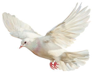 PNG  Elegant white dove in flight