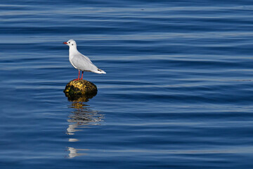 Views of landscapes, flora in general and fauna, in Chilean Patagonia
