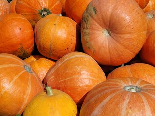 Pumpkin in the farm at autumn season. Pumpkin harvest. A huge number of various pumpkins on the field in the autumn rays of the setting sun. Orange Pumpkins of various shapes and sizes