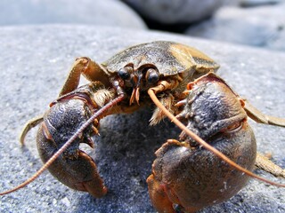 A close-up of a crab on a rocky surface, showcasing its claws and features.