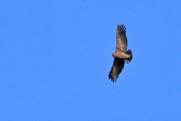 condor in flight in the sky of patagonia