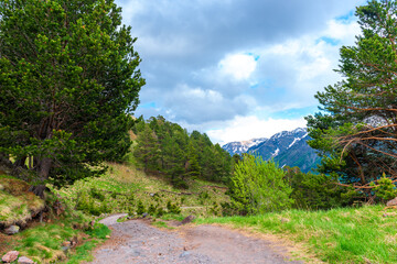 A picturesque mountain trail with pine trees on the background of a snow-covered cliff. The mountains of the North Caucasus. Russia.