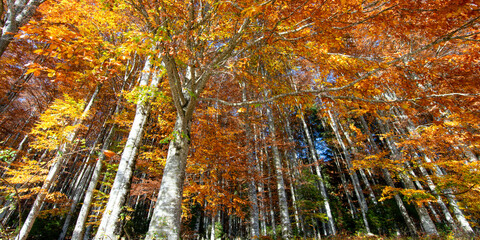 the wonderful colors of autumn in the forests on the mountains