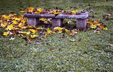 Obraz premium yellow leaves cover a sad bench in the fields