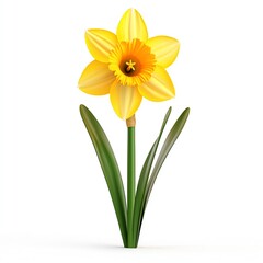 Fototapeta premium A single yellow daffodil with green leaves set against on a white background.