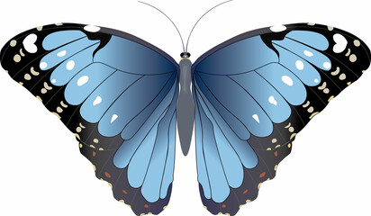 Borboleta azul mopho