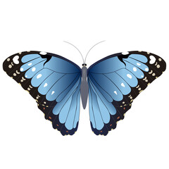 borboleta azul morpho