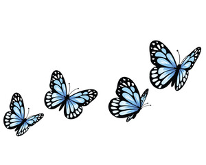 set of butterflies isolated on white	