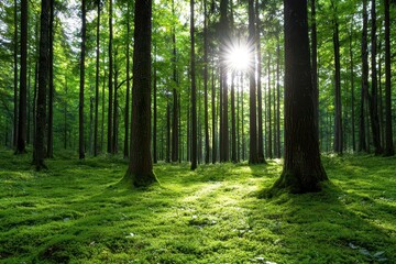 Obraz premium Sunlight streaming through trees in a lush green forest.
