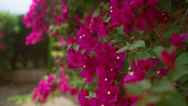 Bougainvillea glabra flowers outside in mallorca with vibrant magenta petals and green leaves, captured during a sunny day creating a colorful and lively garden scene.